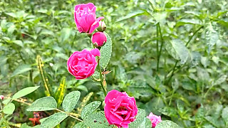 Village Hot Boy And Girl Sex Story Bangla