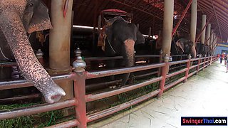 Feeding elephants and lovemaking at home after