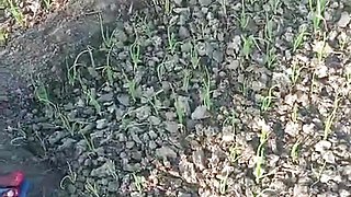village bhabhi outdoor fucked video