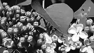 Seven Days to Be My Slave