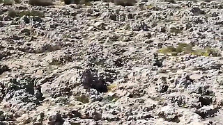 Spontaneous Fuck on the Side of the Road Hungry MILF Gives It Her All