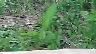 Wild Wife