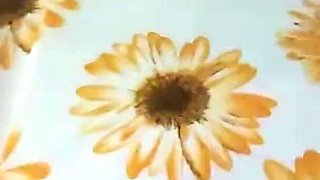 Video for Fans - Cuckolding