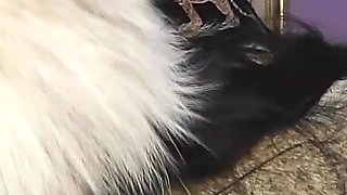 Goddess in Furs Rides Your Dick POV