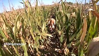 Amwednesday - Corn Field