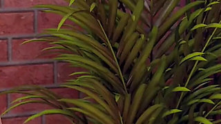 Fucking Hot Girlfriend After a Romantic Date