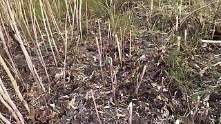 Desi Bhabhi Outside Romance