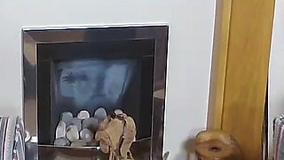 Miss Fox and the Head