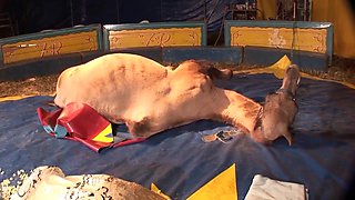 Pierced Chick Anally Banged