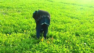 Abida Parveen Gets Fucked Hard in Khet, Then Stopped When Someone Comes