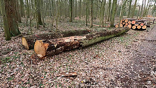 Naked Breasts Punished on the Forest Path