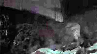 Ass rimming lesbians lick pussy and fingering in hd