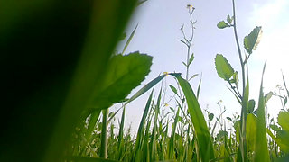 Khet kheton mein gand Marne Laga upar se Koi aaega FIR chhod Diya