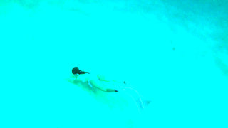 The Little Mermaid